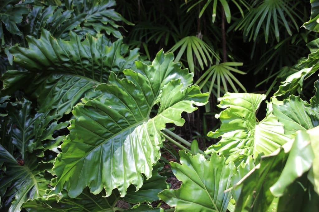 Large elephant ear plant leaves in the wild