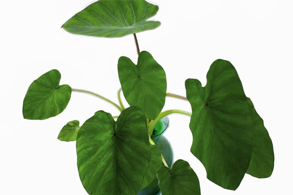 Several elephant ear plant leaves on a white background