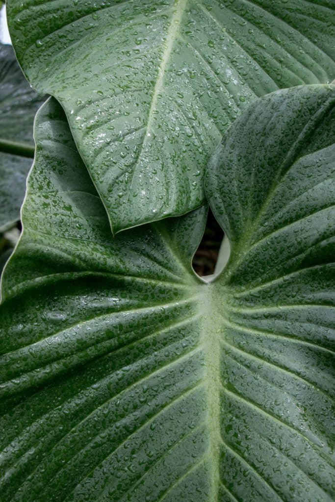 Elephant ear plant leaves up close with water droplets on them