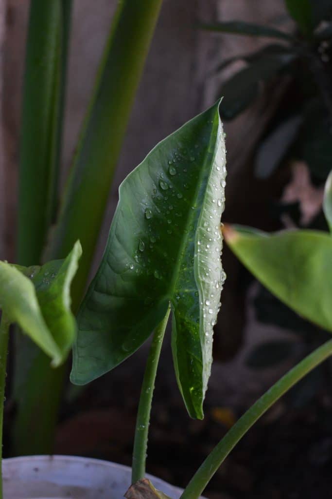 An elephant ear plant leaf with lots of water droplets on it