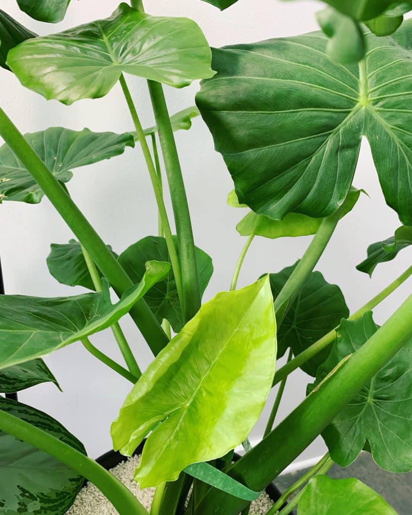 Several large green elephant ear plant leaves with a white background
